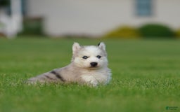 Gerberian Shepsky dogs for sale: Romeo - Image 22