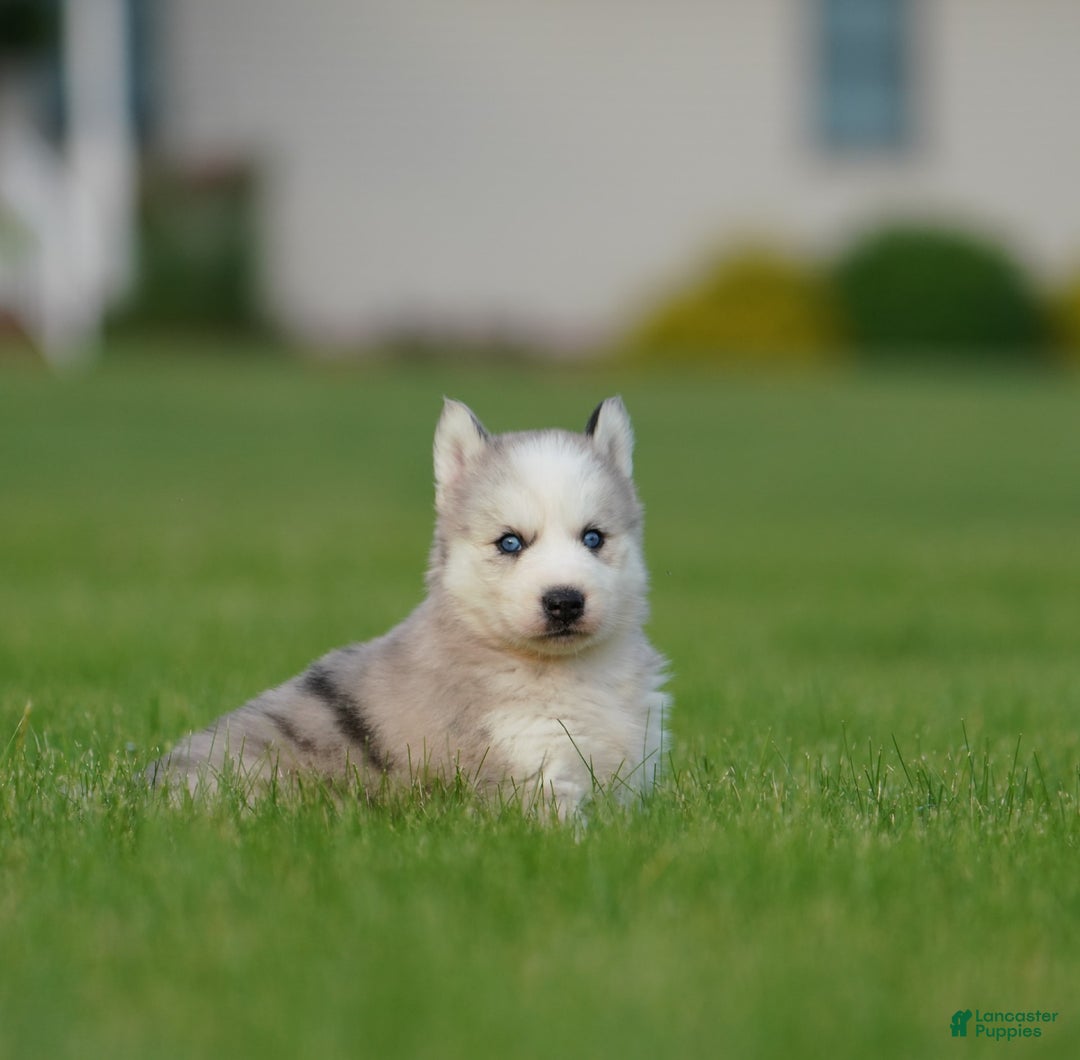 Gerberian Shepsky dogs for sale: Romeo - Image 22