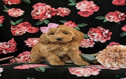 Cockapoo dogs for sale: Egypt - Image 3