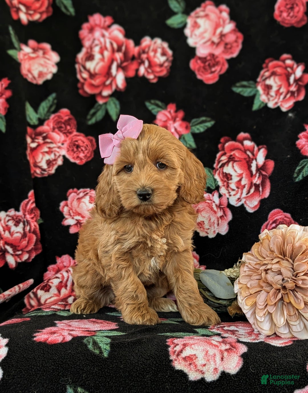 Cockapoo dogs for sale: Egypt - Image 3