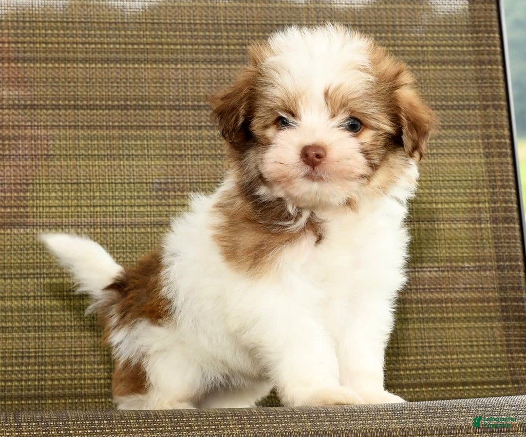 Havanese dogs for sale: Zeke - Image 1