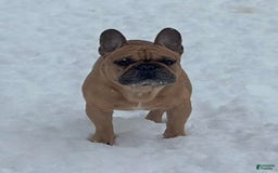 French Bulldog dogs for sale: Rochy - Image 6