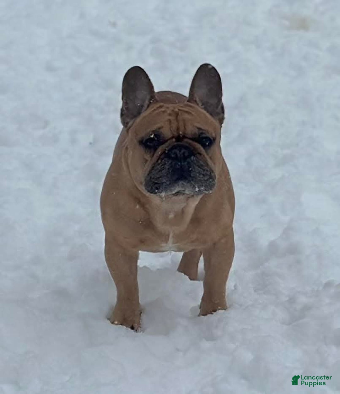 French Bulldog dogs for sale: Rochy - Image 6