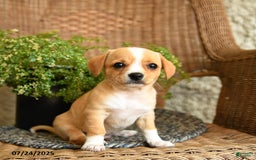 Chihuahua dogs for sale: Laffy - Image 2