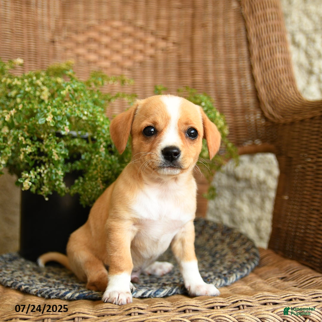 Chihuahua dogs for sale: Laffy - Image 2