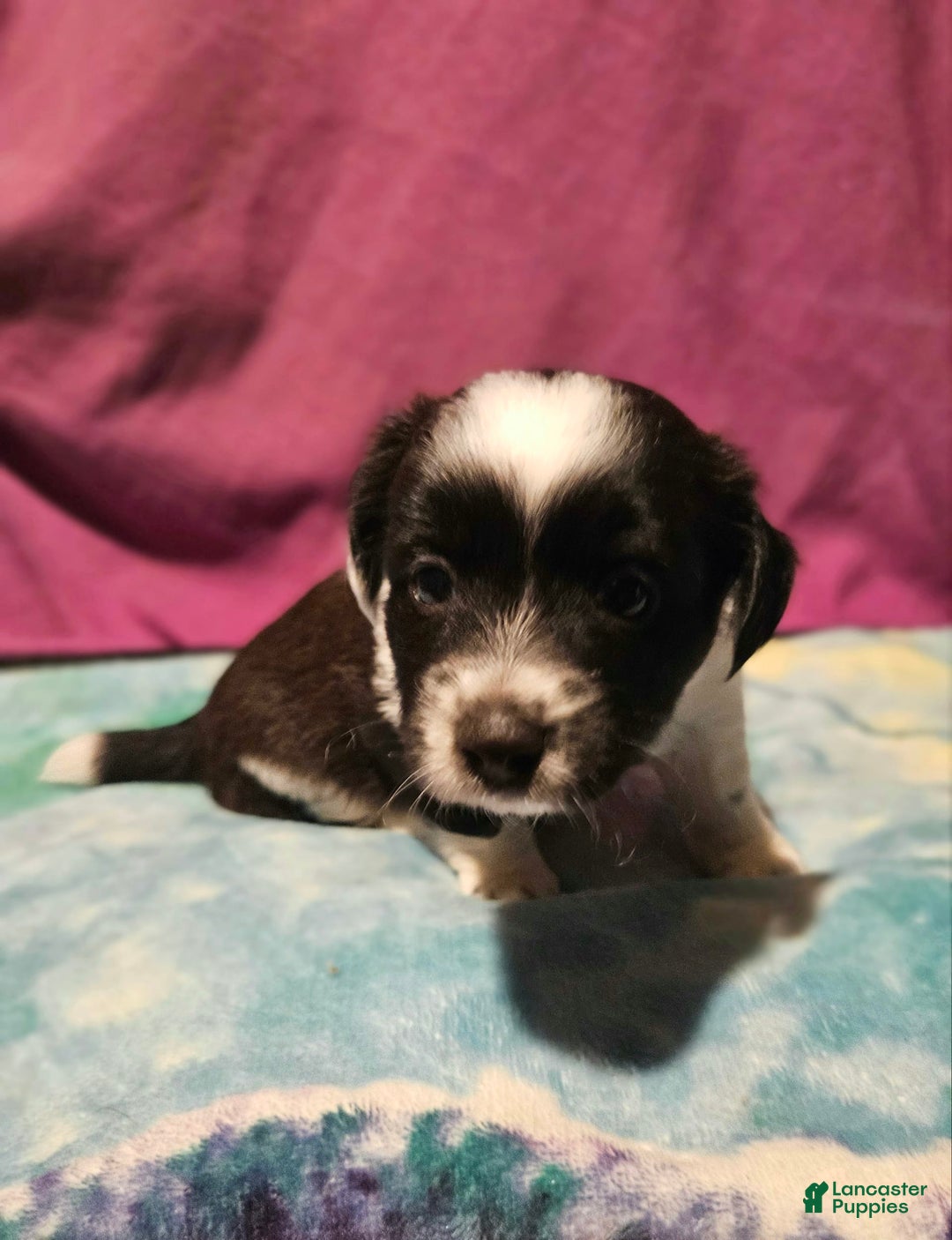 Chihuahua dogs for sale: Mani - Image 1