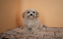 Maltipoo dogs for sale: Luciana - Image 11