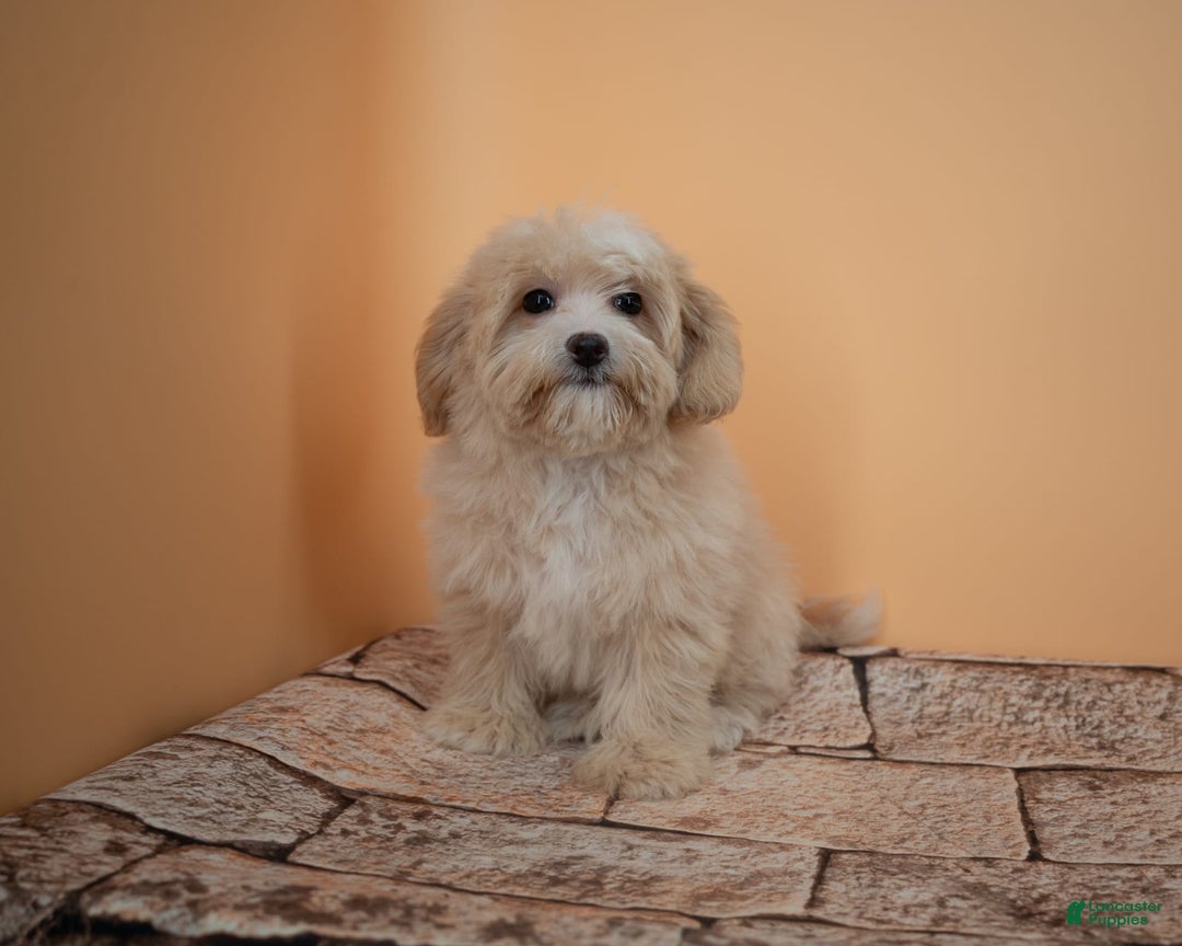 Maltipoo dogs for sale: Luciana - Image 11