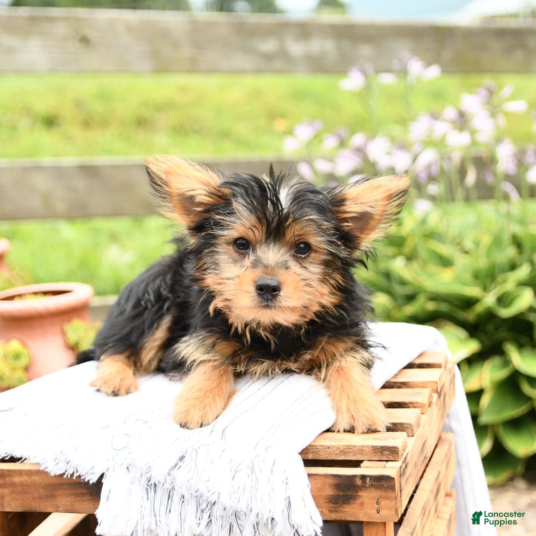 Yorkshire Terrier dogs for sale: Cash - Image 9
