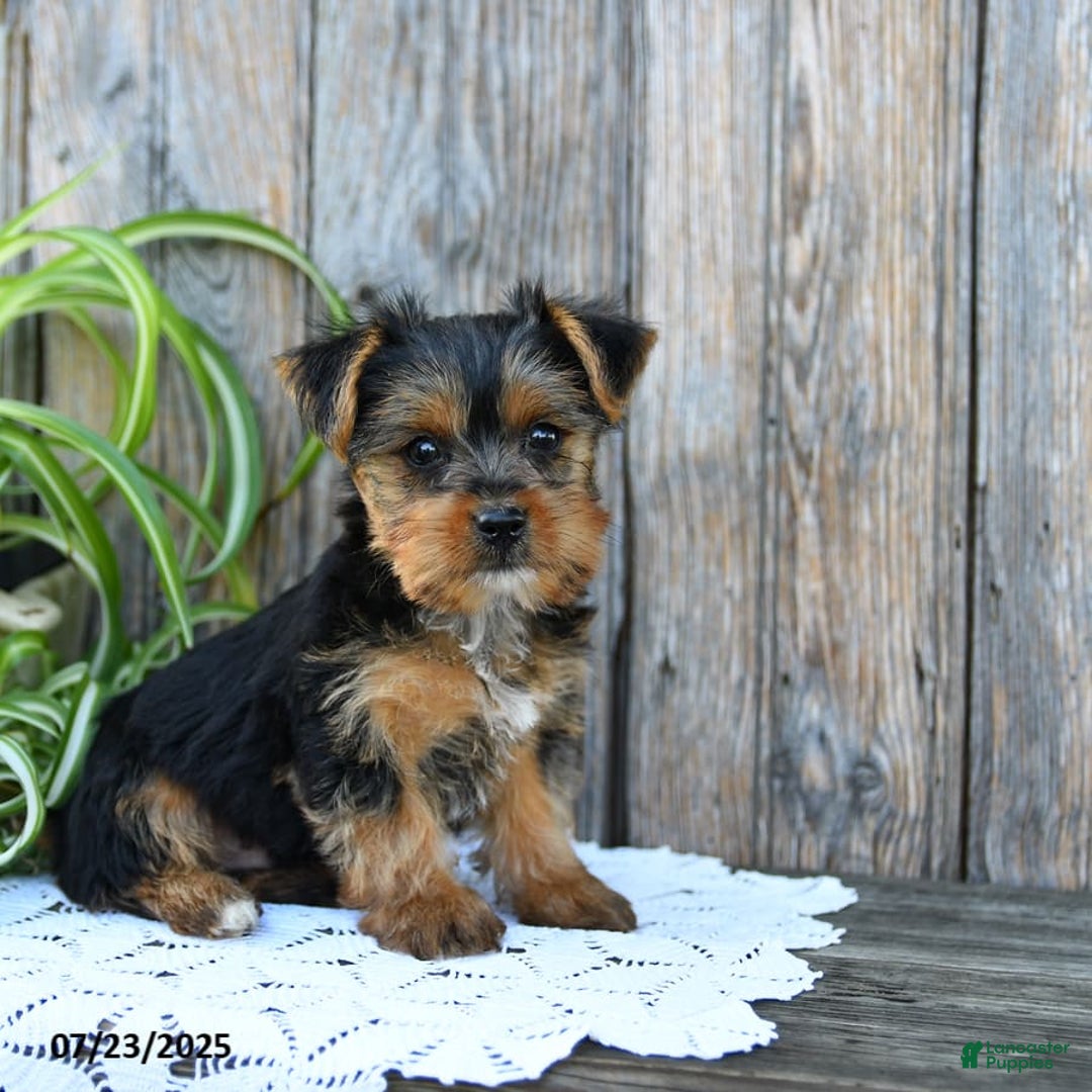 Yorkshire Terrier dogs for sale: London - Image 4