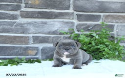 Olde English Bulldogge dogs for sale: Chelsea - Image 5