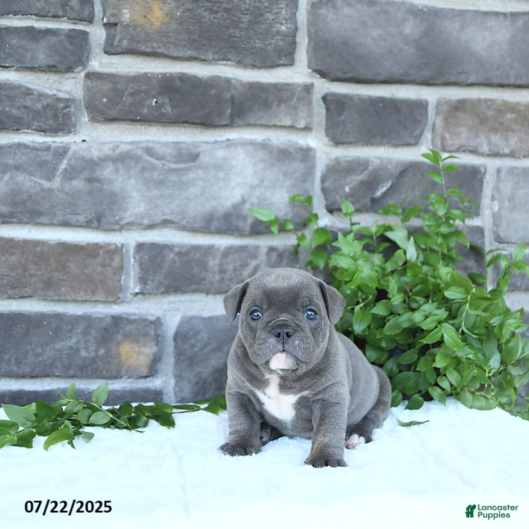 Olde English Bulldogge dogs for sale: Chelsea - Image 5