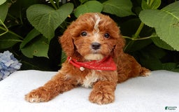 Cavapoo dogs for sale: Finn - Image 3