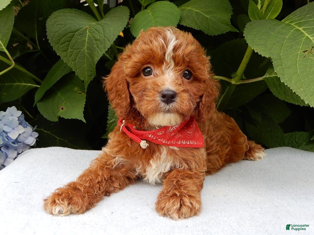 Cavapoo dogs for sale: Finn - Image 3