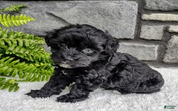 Havapoo dogs for sale: Ace - Image 2