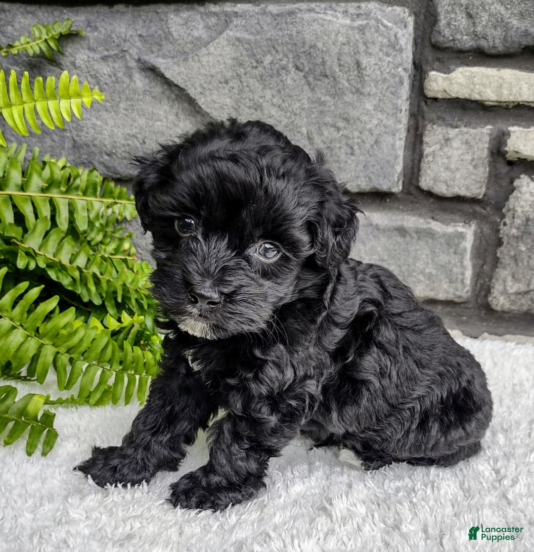Havapoo dogs for sale: Ace - Image 2