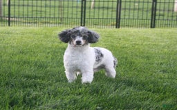 Mini Bernedoodle dogs for sale: Hershey - Image 10