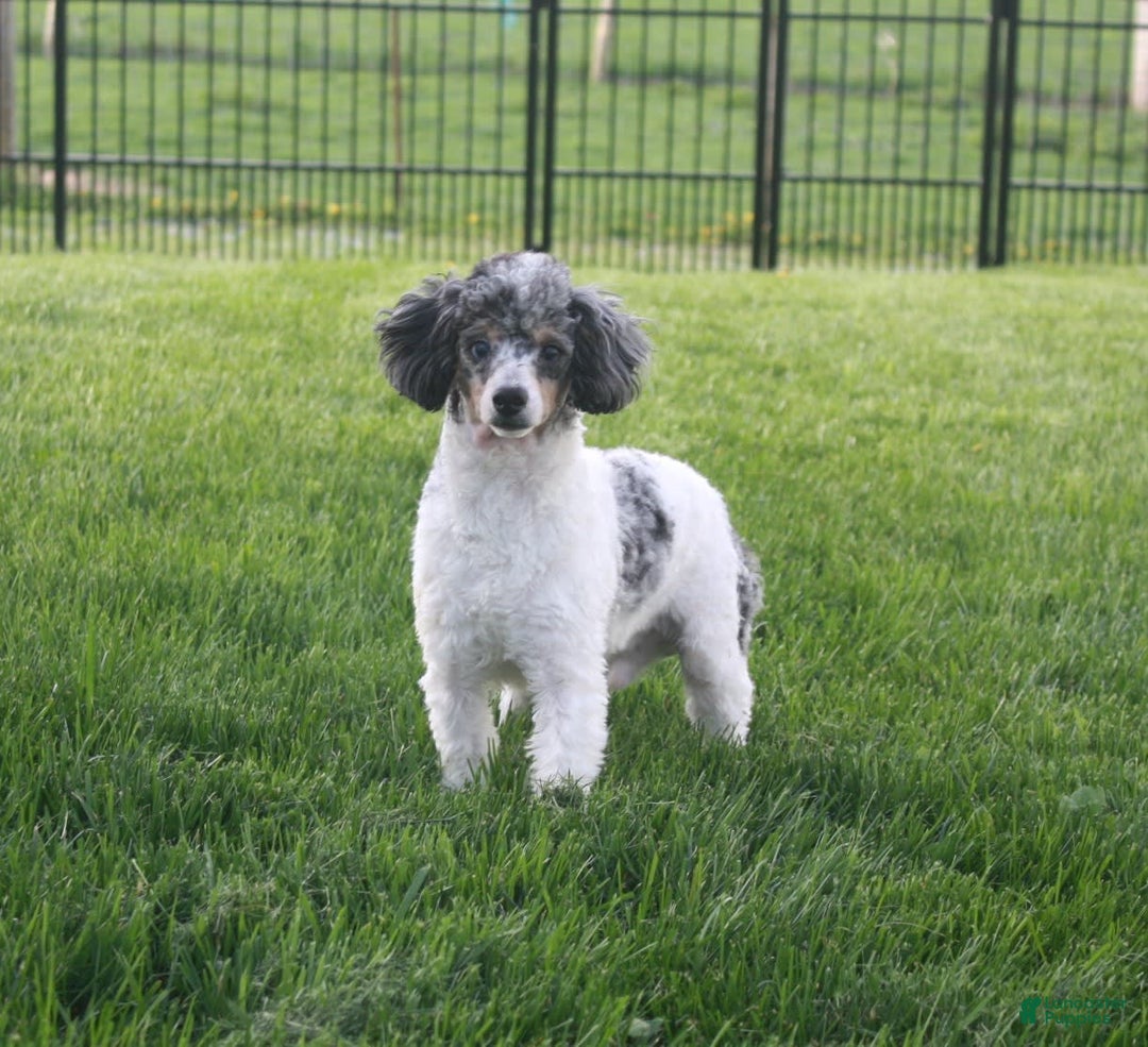 Mini Bernedoodle dogs for sale: Hershey - Image 10