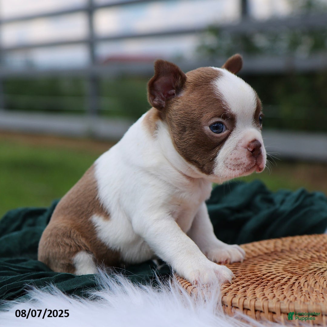 Boston Terrier dogs for sale: Mack - Image 4