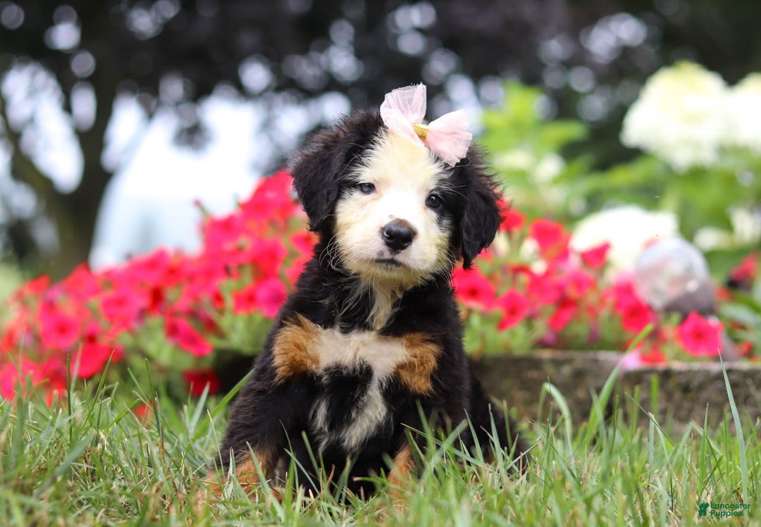 Bernese Mountain Dog dogs for sale: Bailey - Image 1