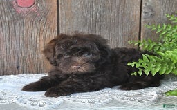 Havapoo dogs for sale: Robin - Image 6