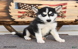 Siberian Husky dogs for sale: Reba - Image 4