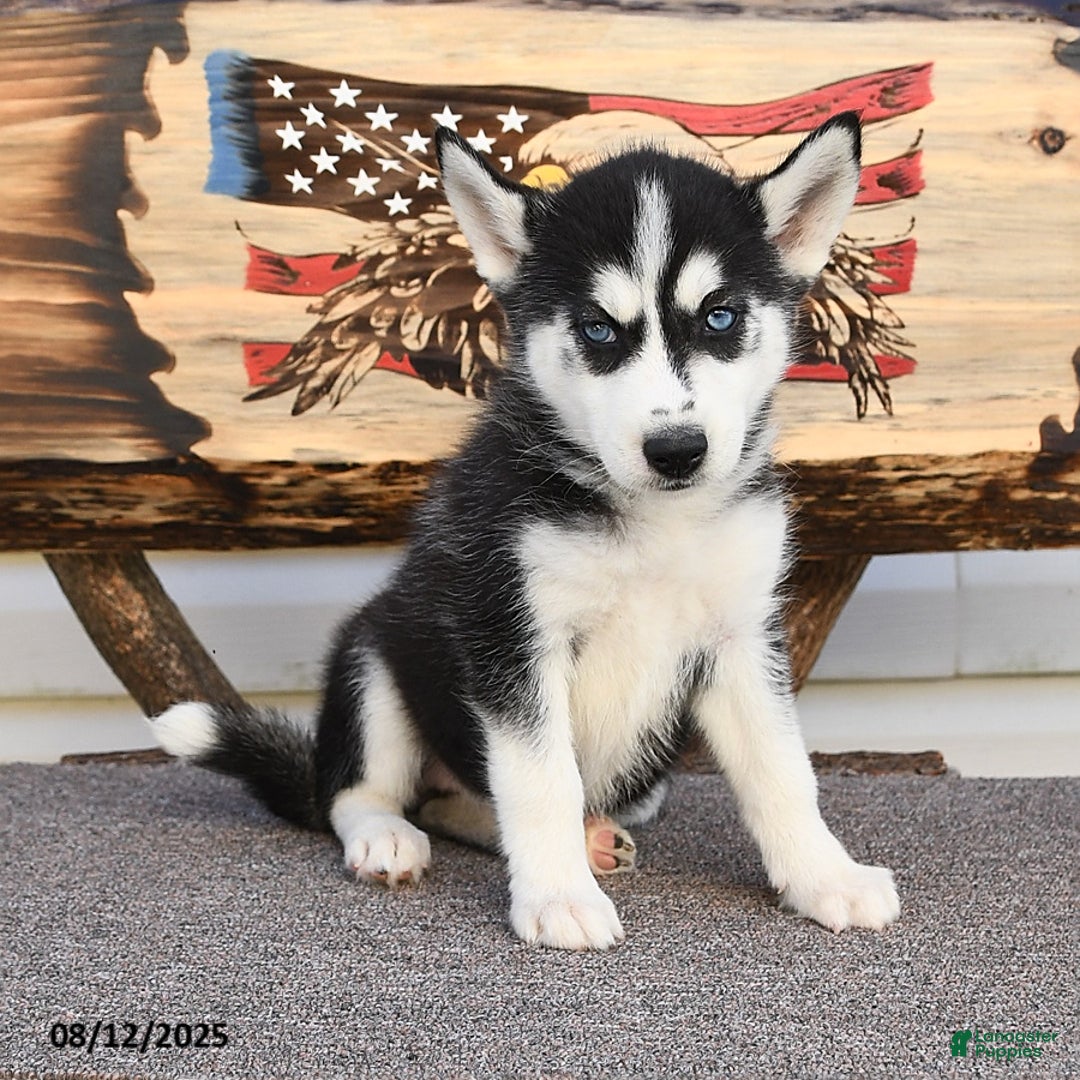 Siberian Husky dogs for sale: Reba - Image 4