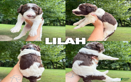 Saint Berdoodles dogs for sale: Lilah- Standard F1b - Image 1