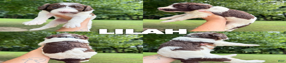 Lilah- Standard F1b