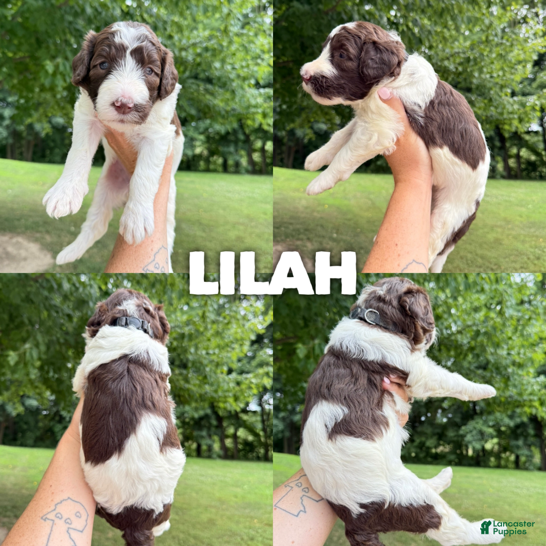 Saint Berdoodles dogs for sale: Lilah- Standard F1b - Image 1