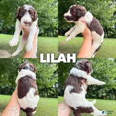 Lilah- Standard F1b