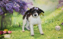  dogs for sale: Lacey - Image 9