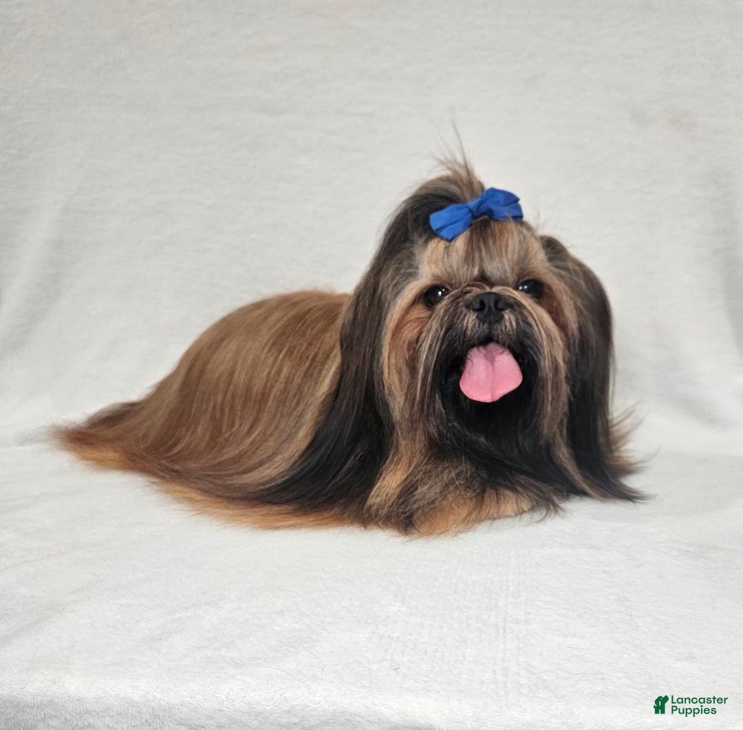 Shih Tzu dogs for sale: Bear - Image 19