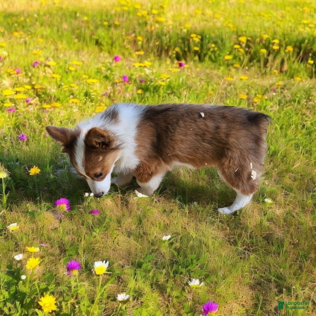 Welsh Corgi Pembroke dogs for sale: Teeka Fluffy - Image 27