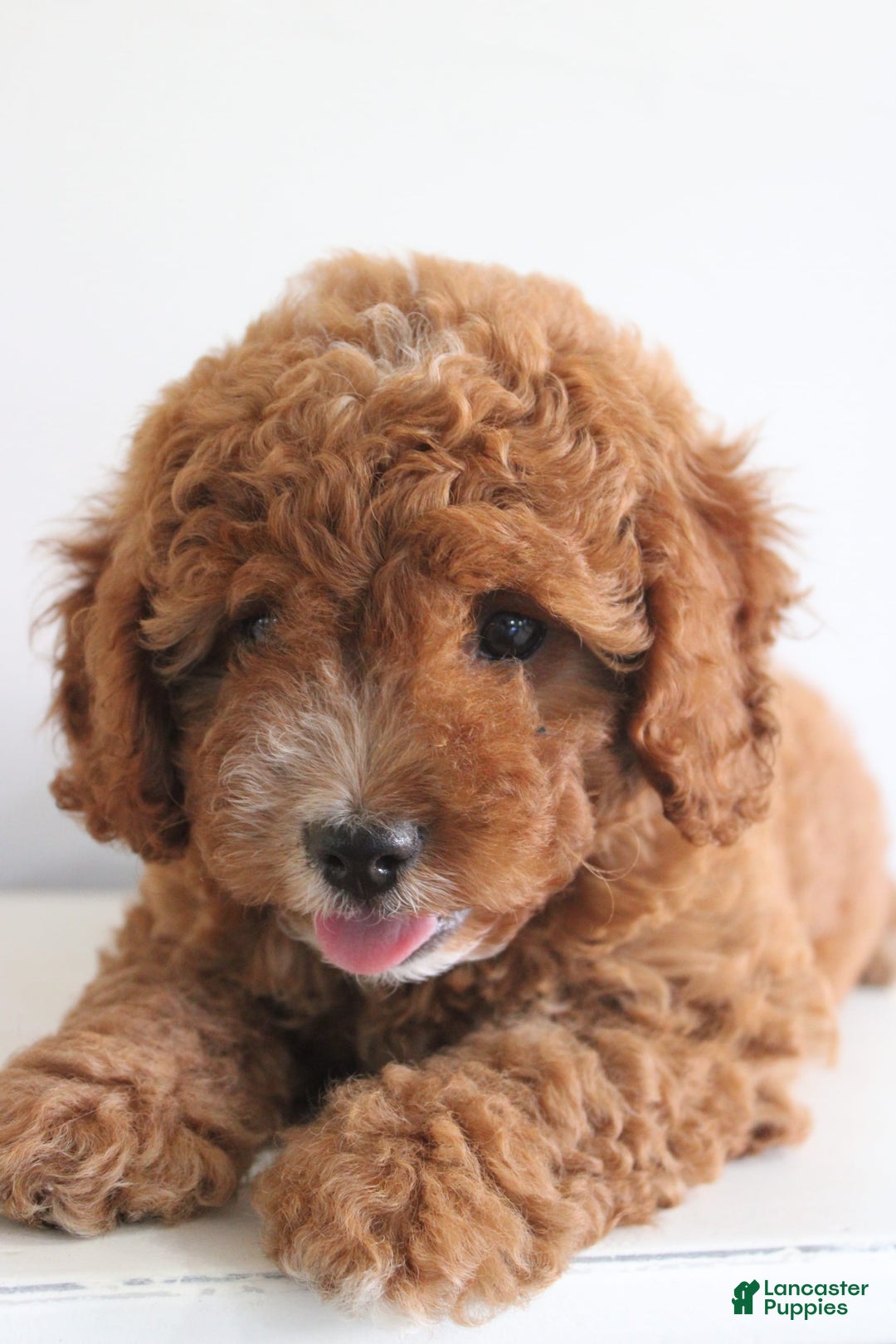 Cavapoo dogs for sale: Sage - Image 8