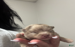 Pomeranian dogs for sale: Theodore - Image 1