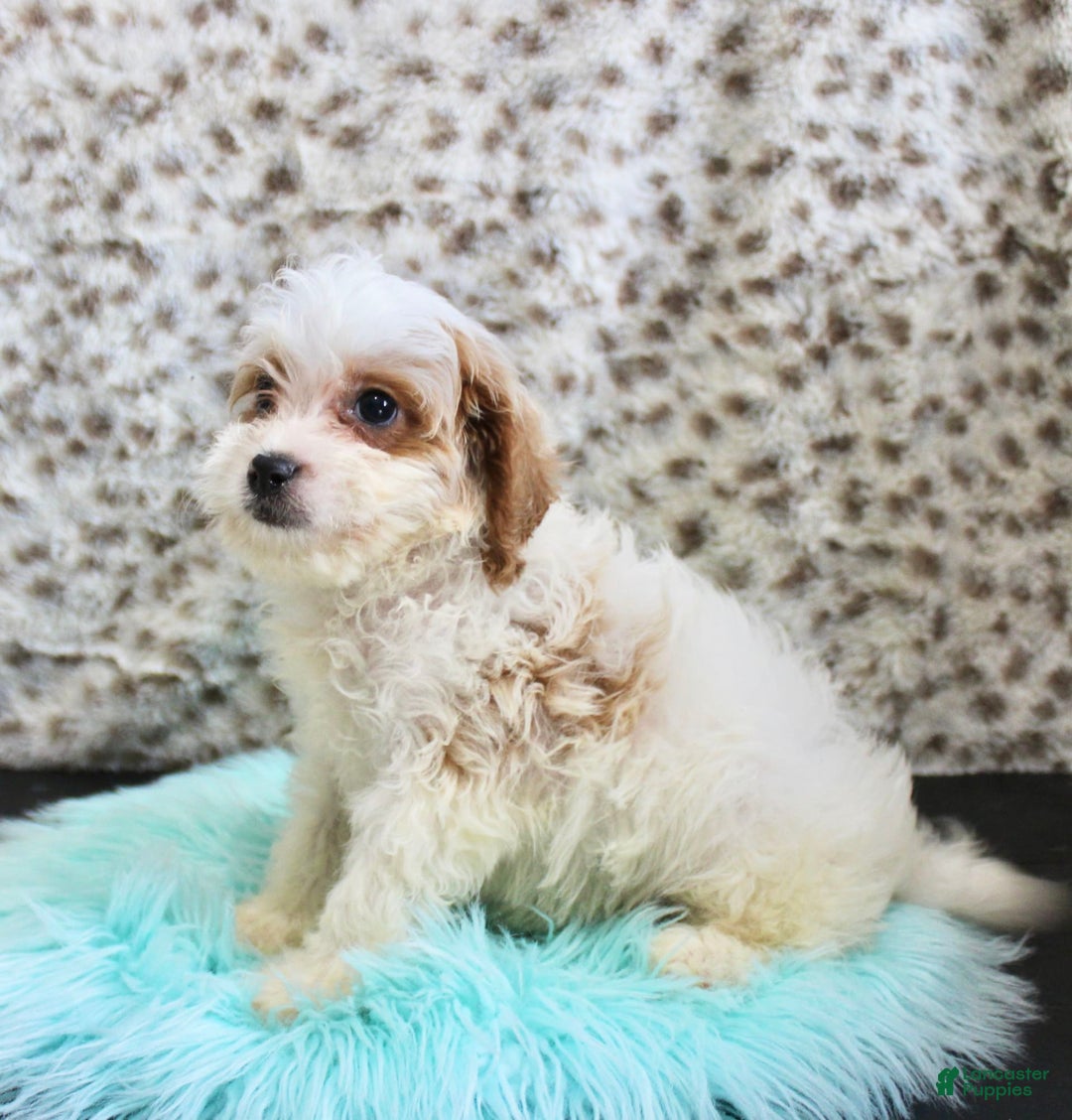 Cavapoo dogs for sale: Cavapoo 7 puppies - Image 35