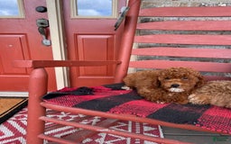  dogs for sale: Dallas - Image 3