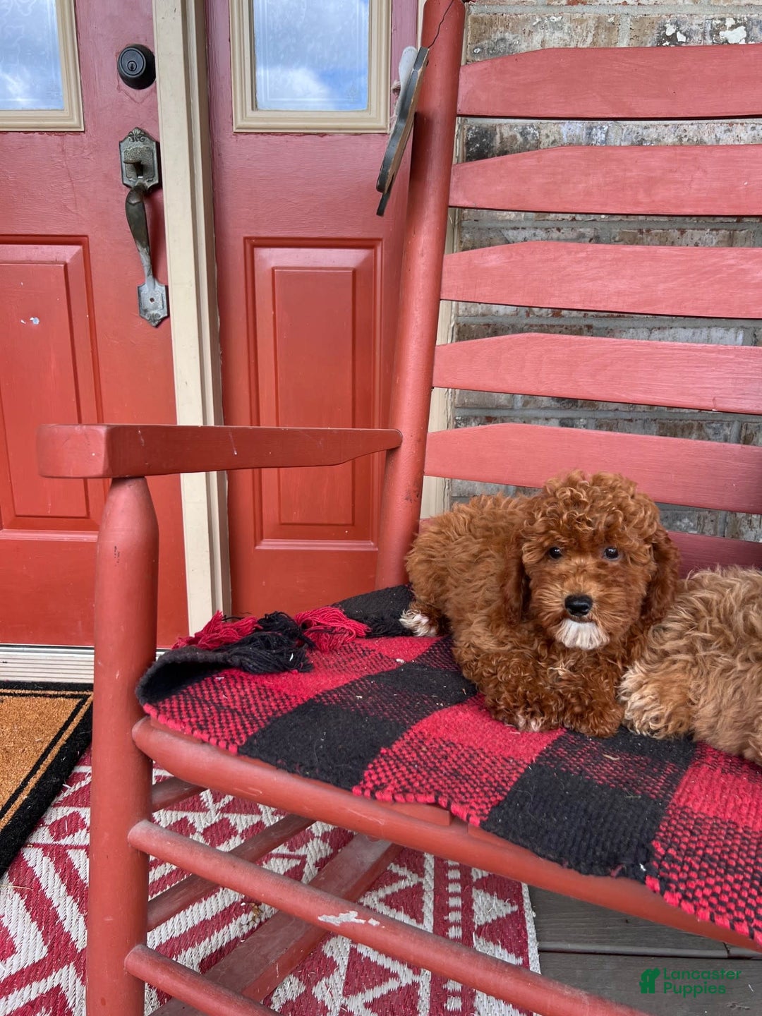  dogs for sale: Dallas - Image 3
