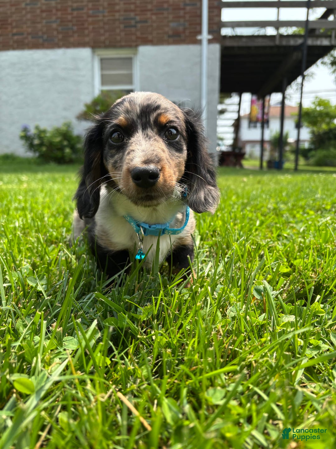 Miniature Dachshund dogs for sale: Polo - Image 2
