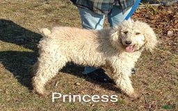 Standard Poodle dogs for sale: Angus - Image 3