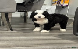 Saint Berdoodles dogs for sale: Missy - Image 7