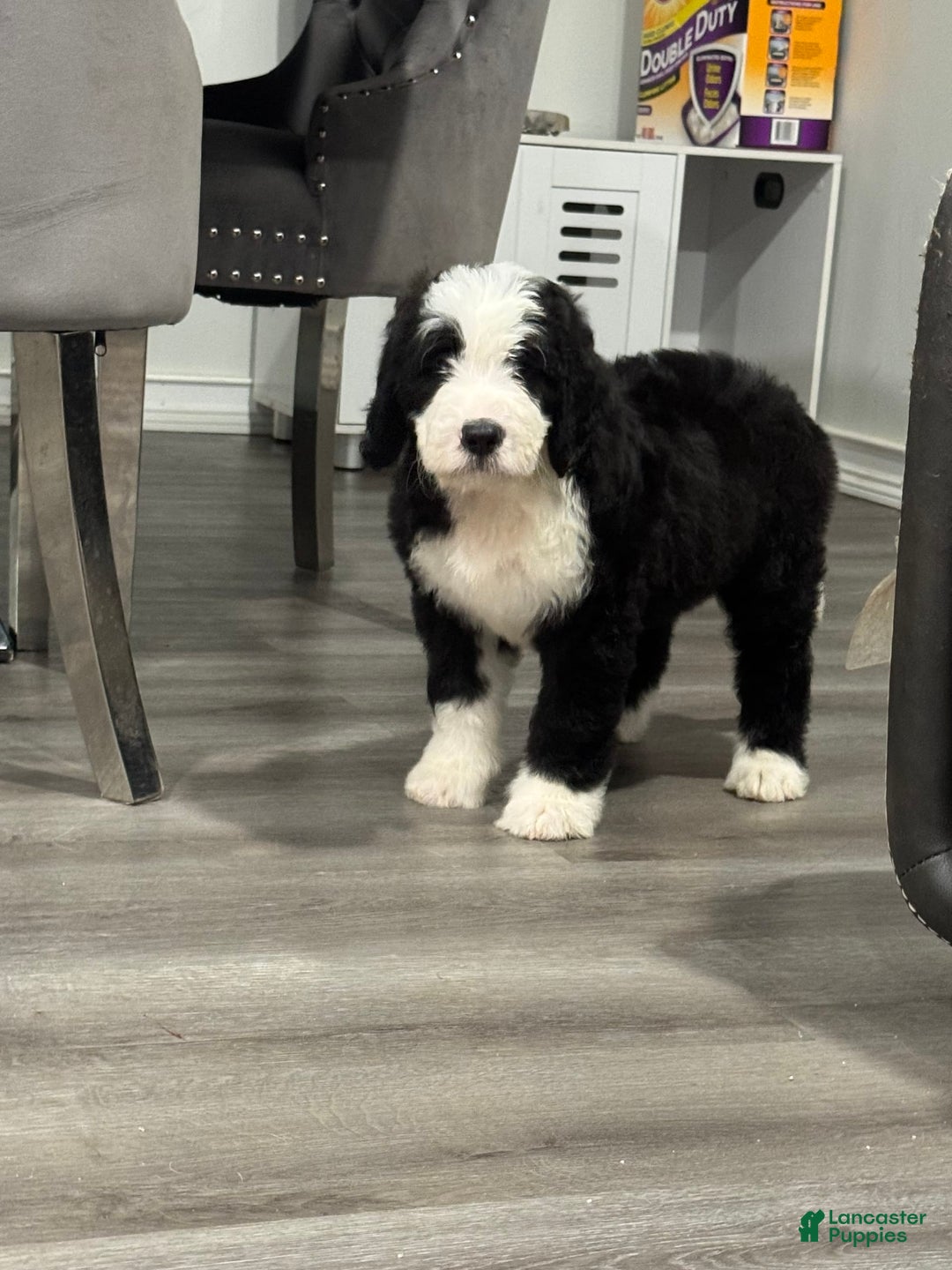 Saint Berdoodles dogs for sale: Missy - Image 7