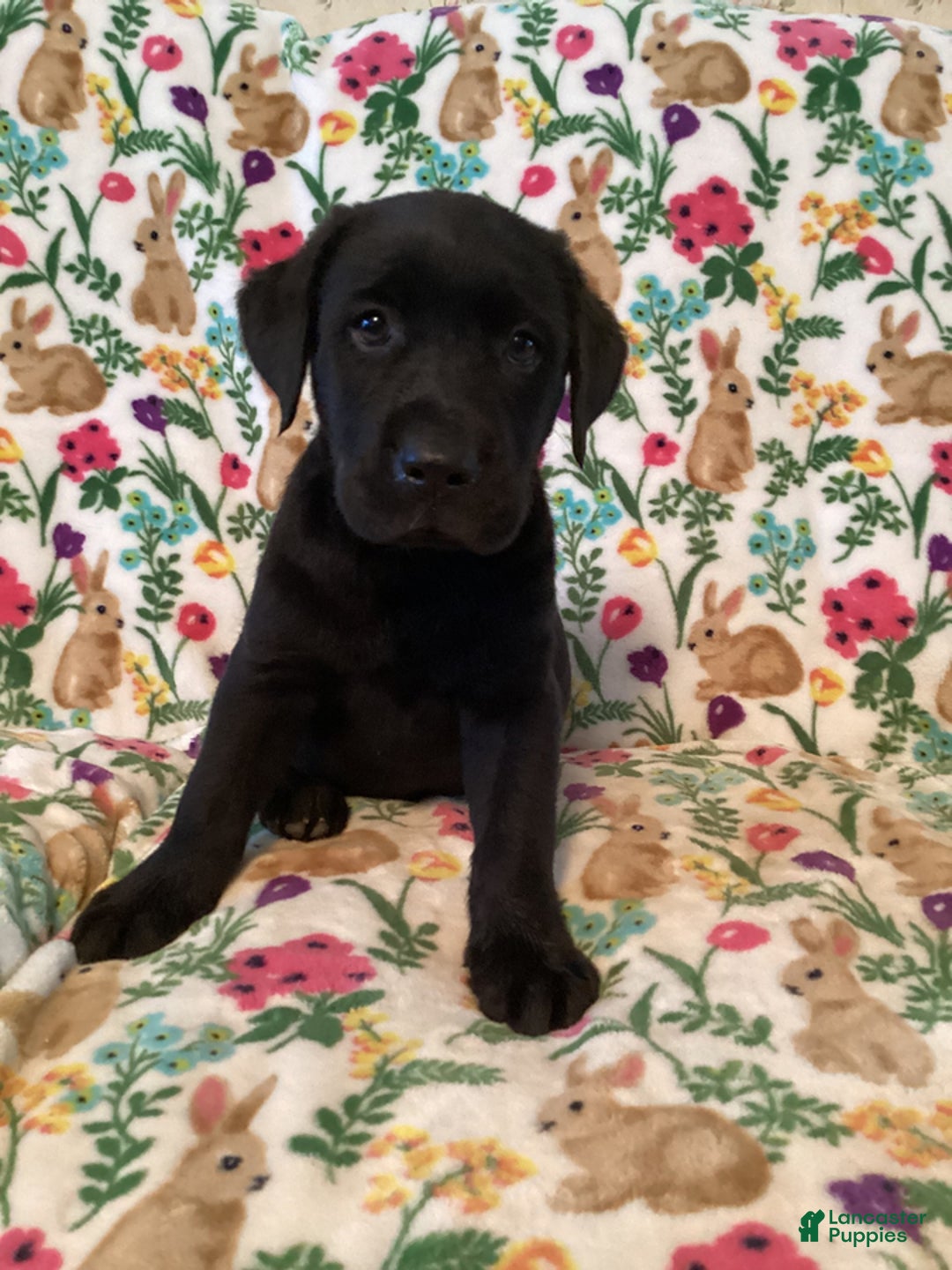 Labrador Retriever dogs for sale: Maverick - Image 1