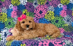 Cockapoo dogs for sale: Ella - Image 6