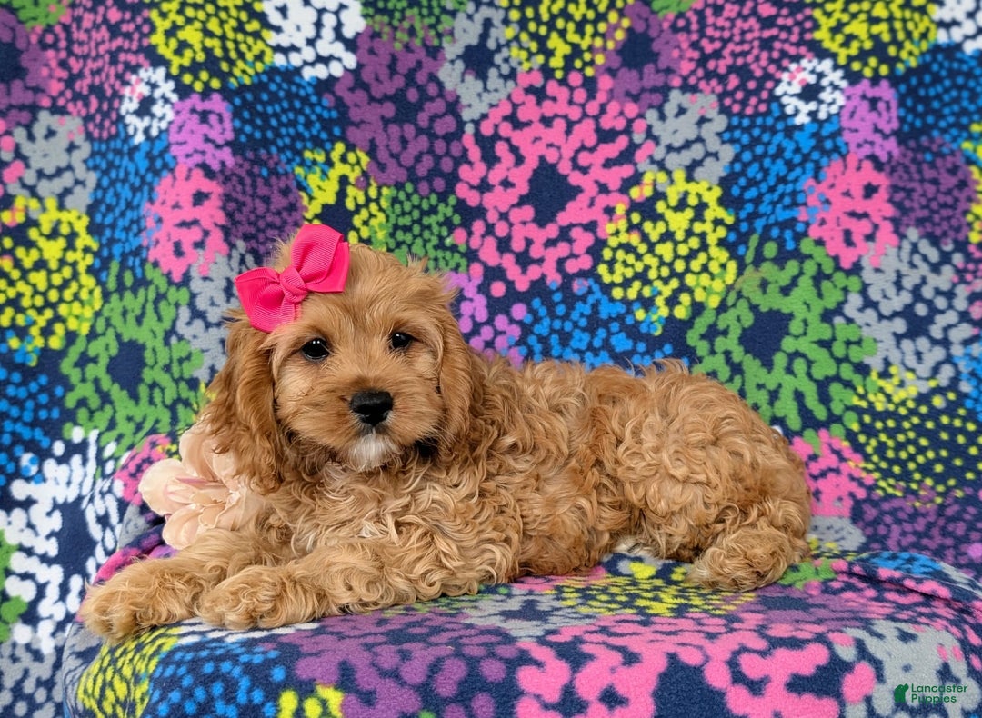 Cockapoo dogs for sale: Ella - Image 6
