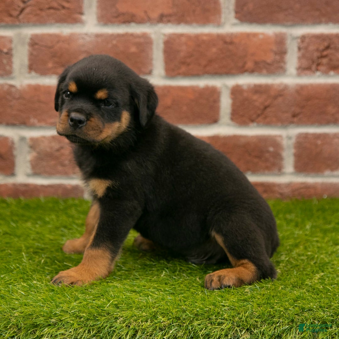 Rottweiler dogs for sale: Hunter - Image 9