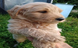 Goldendoodle dogs for sale: Black - Image 1