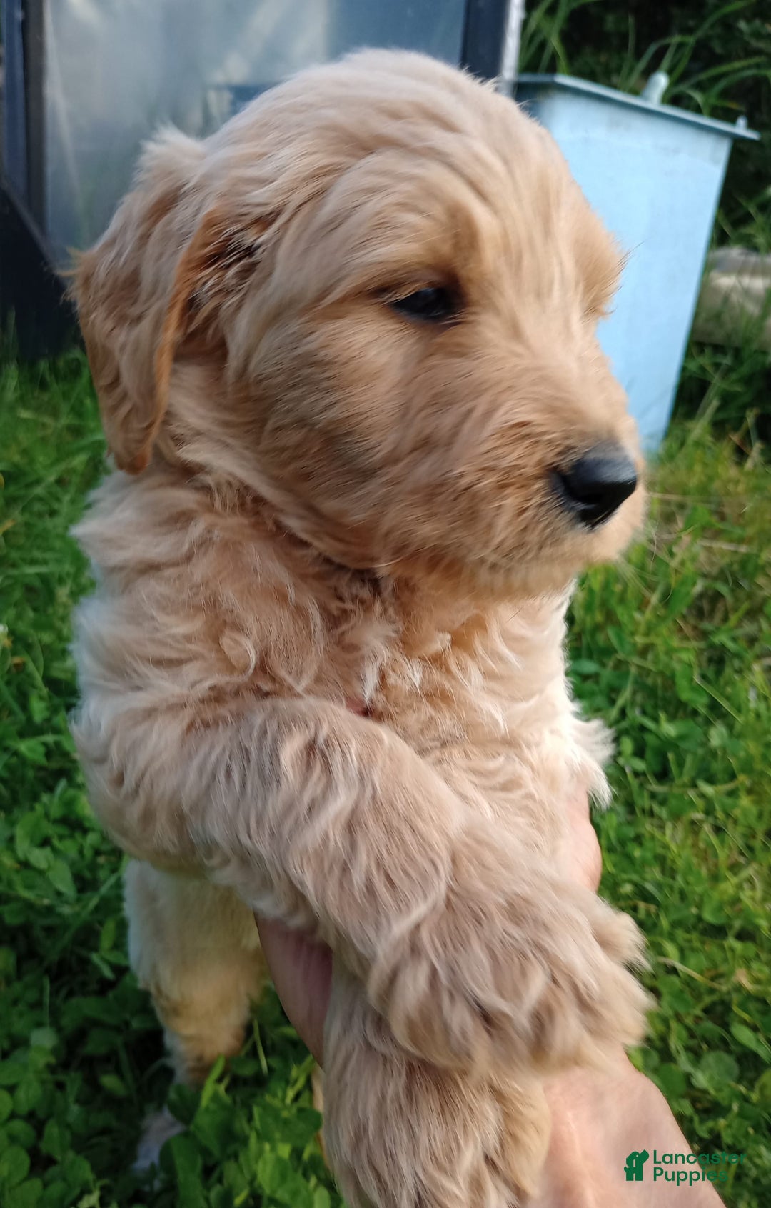 Goldendoodle dogs for sale: Black - Image 1