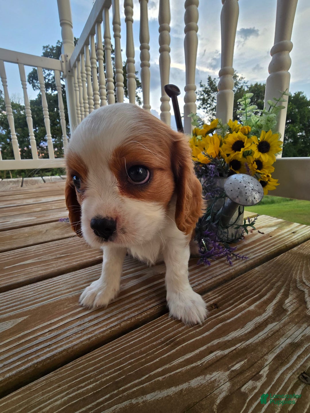 Cavalier King Charles Spaniel dogs for sale: Drake small Blenheim colored male - Image 13